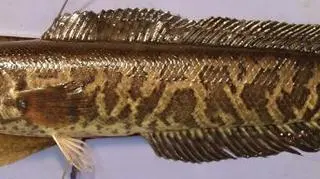 Ryba okoniokształtna Channa argus (USGS, wikipedia)