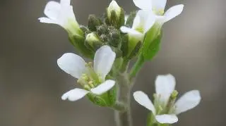Rzodkiewnik (Wikipedia/BB-CY-SA/Alberto Salguero)