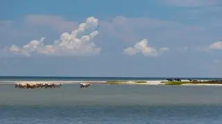 Sądzono, że krowy nie przeżyły zetknięcia z żywiołem (Paula D. O'Mally)