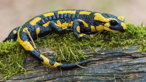 Podkarpackie salamandry plamiste rozpoczęły gody