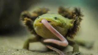 Salamandra z jeziora Patzcuaro w ogrodzie zoologicznym w Chester