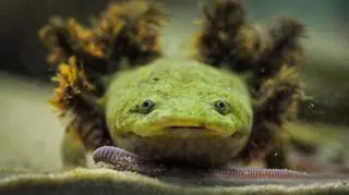 Salamandra z jeziora Patzcuaro w ogrodzie zoologicznym w Chester