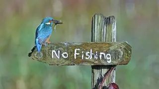 Sally Lloyd Jones/Comedy Wildlife Photo Awards 2020