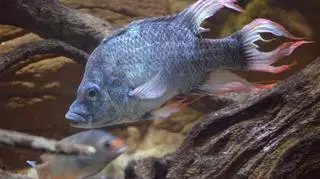 Samiec Mangarahara cichlid (ZSL)