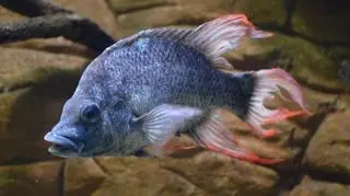Samiec Mangarahara cichlid (ZSL)