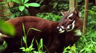 Saola wietnamska (zoo Wrocław)