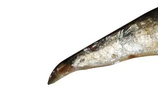 Sardynki