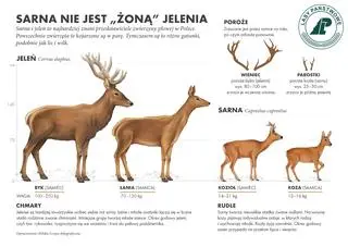 Sarna nie jest "żoną" jelenia (Lasy Państwowe)