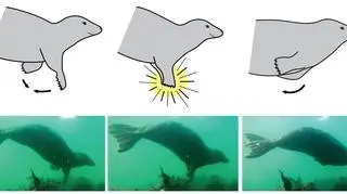 Schemat klaskania foki szarej pod wodą (Dr Ben Burville, Newcastle University)