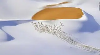 © Shangzhen Fan - Wildlife Photographer of the Year