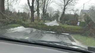 Silny wiatr łamie drzewa na Pomorzu (e-kg.pl)