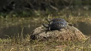 Skrytonóg indyjski (Lissemys punctata) to jeden z gatunków uwzględnionych w planie oczyszczania Gangesu (CC BY-SA 4.0/Wikipedia/CLpramod )