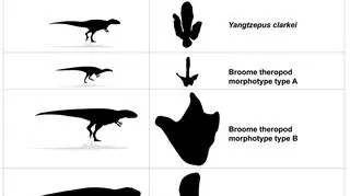 Ślady Teropodów znalezione w Broome (University of Queensland/Steve Salisbury)
