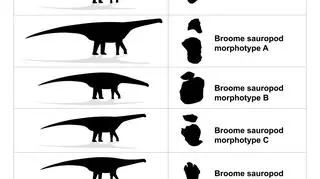 Ślady Zauropodów znalezione w Broome (University of Queensland/Steve Salisbury)