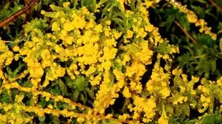 Śluzowiec Physarum polycephalum