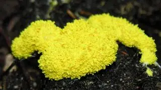 Śluzowiec w ściółce leśnej