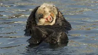 Śmiejąca się wydra (David DesRochers/Comedy Wildlife Photography Awards 2020)