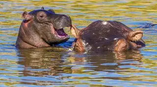 Śmiejące się hiopopotamy (Manoj Shah/Comedy Wildlife Photography Awards 2020)
