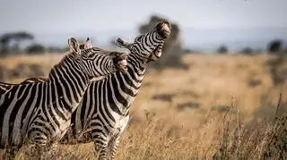 Śmiejące się zebry (Tanvir Ali/Comedy Wildlife Photography Awards 2020)