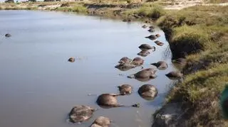 Śmierć bawołów (Simone Micheletti (Serondela Lodge)/serondelalodge.com)