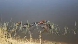 Śmierć bawołów (Simone Micheletti (Serondela Lodge)/serondelalodge.com)