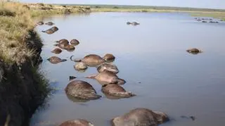 Śmierć bawołów (Simone Micheletti (Serondela Lodge)/serondelalodge.com)