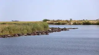 Śmierć bawołów (Simone Micheletti (Serondela Lodge)/serondelalodge.com)