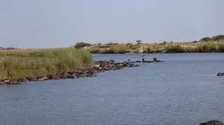 Śmierć bawołów (Simone Micheletti (Serondela Lodge)/serondelalodge.com)