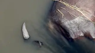 Śmierć bawołów (Simone Micheletti (Serondela Lodge)/serondelalodge.com)