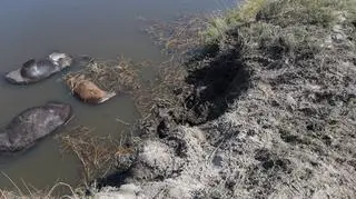 Śmierć bawołów (Simone Micheletti (Serondela Lodge)/serondelalodge.com)