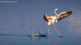 Spacer po wodzie (Tommy Mees/Comedy Wildlife Photography Awards 2020)