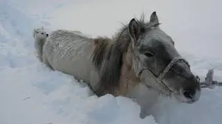 Sparaliżowana śniegiem Syberia