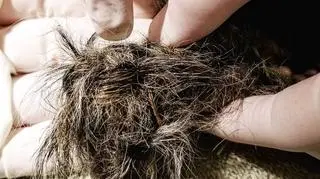 Splątane ogony wiewiórek (Kensington Bird and Animal Hospital)