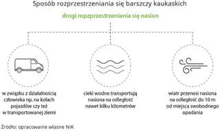 Sposób rozprzestrzeniania się barszczy kaukaskich (NIK)