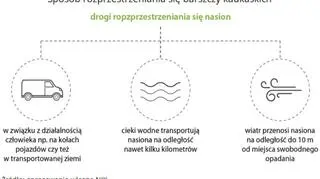 Sposób rozprzestrzeniania się barszczy kaukaskich (NIK)