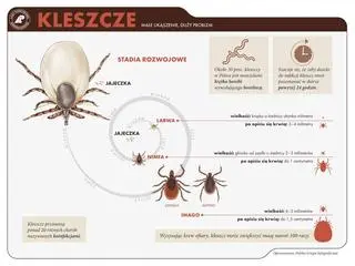 Stadia rozwojowe kleszcza (Lasy Państwowe)