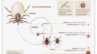 Stadia rozwojowe kleszcza (Lasy Państwowe)