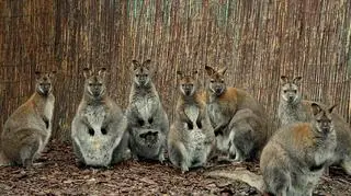 Stadko walabiii z wrocławskiego zoo