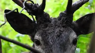Stalowa linka zacisnęła się wokół poroża jelenia (Lasy Państwowe)