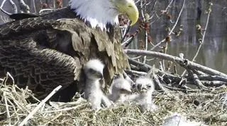 Starr i potomsto (Stewards of the Upper Mississippi River Refuge)