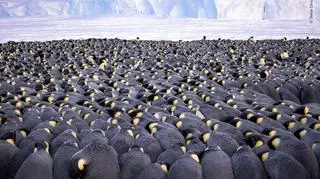 © Stefan Christmann - Wildlife Photographer of the Year