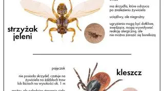 Strzyżak vs kleszcz (Lasy Państwowe)