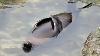 Sue HollisComedy Wildlife Photo Awards 2020