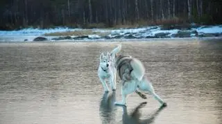 Syberyjski husky to rasa niezwykle energiczna i radosna