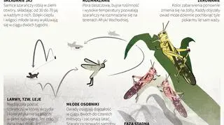 Szarańcza pustynna (Adam Ziemienowicz, Maciej Zieliński/PAP)
