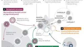 Szczepionka przeciwko COVID-19 (PAP/Maciej Zieliński/Adam Ziemienowicz)