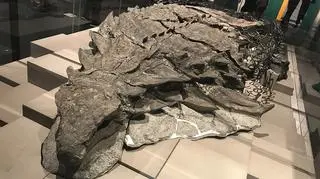 Szkielet nodozaura, który znajduje się w muzeum Royal Tyrrell Museum of Palaeontology w Kanadzie (CC BY-SA 4