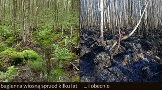 Szokujące zdjęcie porównawcze puszczy kiedyś i dziś (Biebrzański Park Narodowy)
