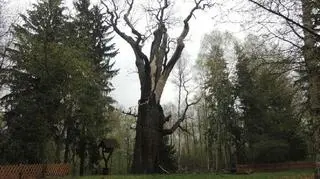 Tak obecnie wygląda dąb Chrobry (fot. Bartłomiej Wrażeń/Lasy Państwowe)