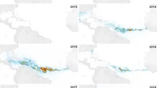 Tak rozrastały się gronorosty w latach 2011-2018 (NASA Earth Observatory/Joshua Stevens/MODIS/Wang, M